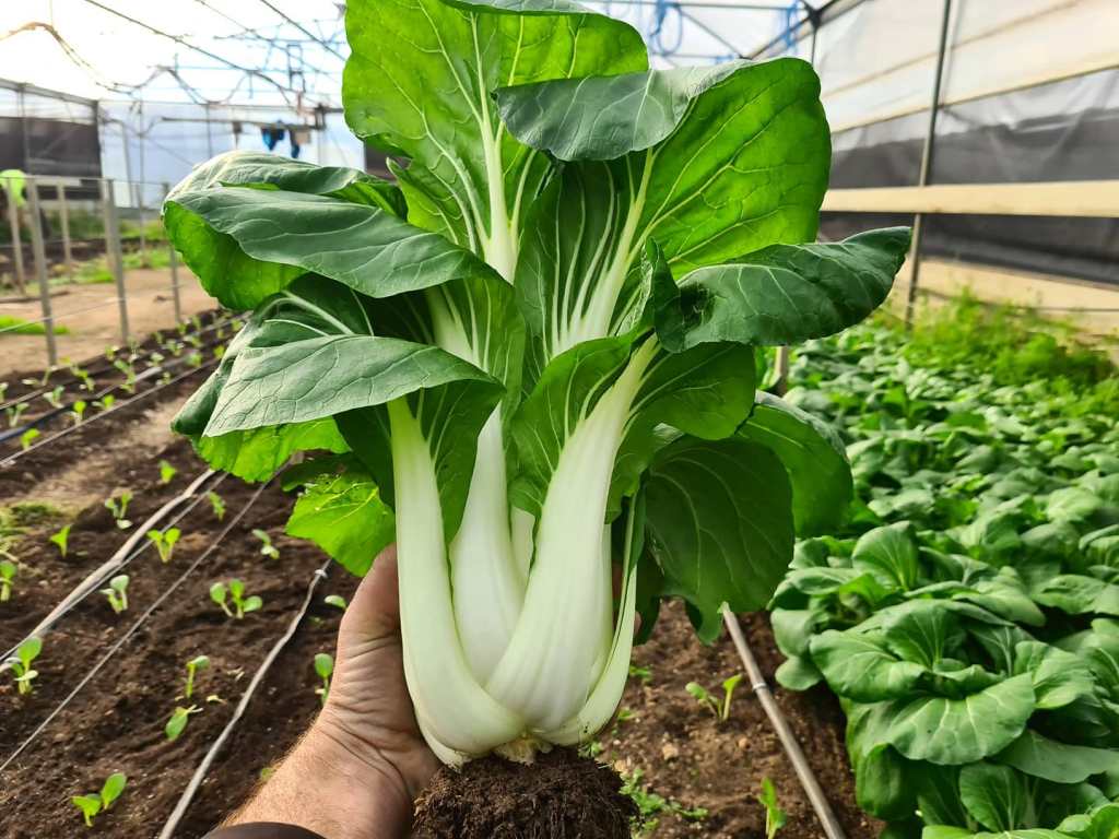 Pak choy greenhouse grown Manjimup Western Australia farming agricultural products 